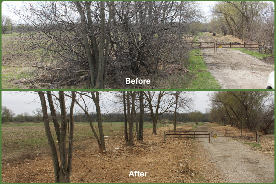 Buckthorn Removal Before and After