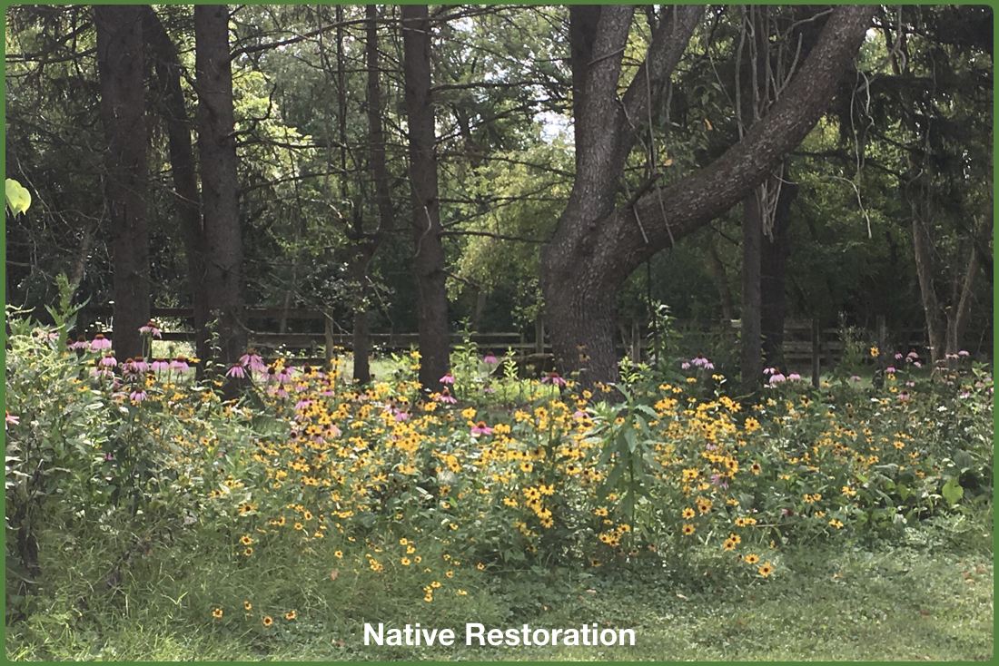 Native Plant Restoration